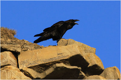 Kolkrabe auf den Klippen / Raven on the cliffs, Southerndown