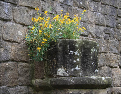 Pflanze an der Mauer / Plant on wall