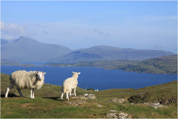 Schafsblick auf Loch Tuath und Ben More / Sheeps' view of Loch Tuath and Ben More, Mull