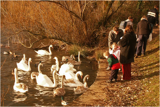 Schwäne Futtern / Feeding swans, Cosmeston, Wales