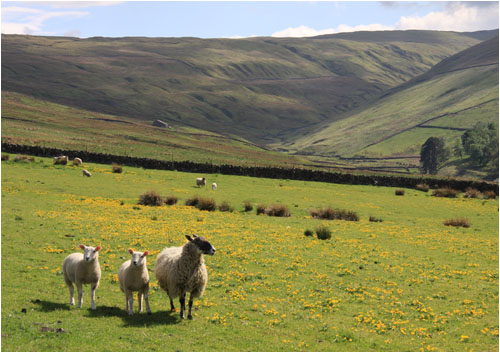 Schafe / Sheep, Yorkshire Dales Nationalpark