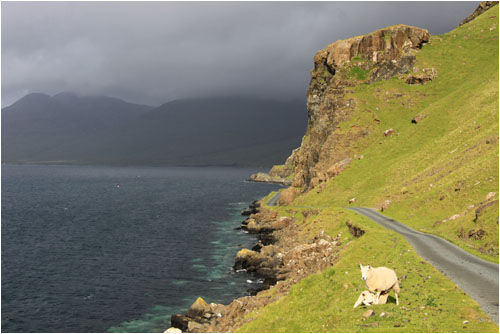 Schafe und Strasse / Sheep and road, Loch Na Keal, Mull