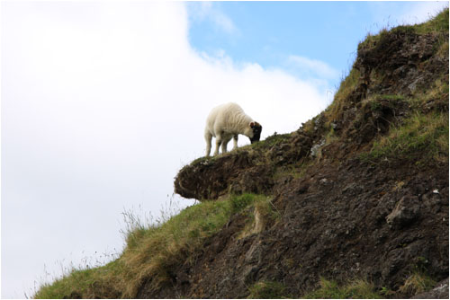 Schaf / Sheep, Isle of Mull, bei  / near Balnahard