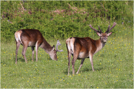 Rothirsche / Red deer, Isle of Mull