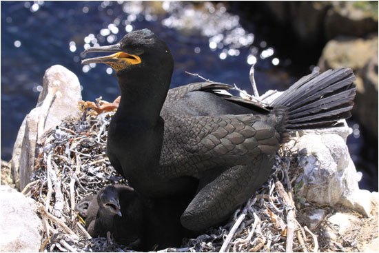Krähenscharbe mit Jungvogel am Nest / European Shag with young at nest