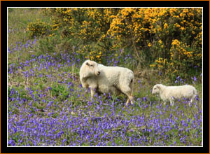 Shafe mit Hasengloeckchen, Nord-Wales / Sheep with bluebells, North Wales