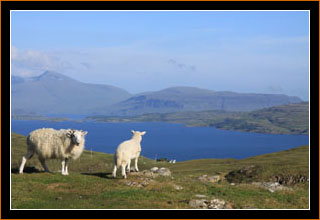 Schafe vor Loch Tuath, Insel Mull / Sheep and Loch Tuath, Isle of Mull