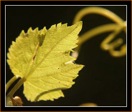 Nagold, Weinblatt / Vine Leaf